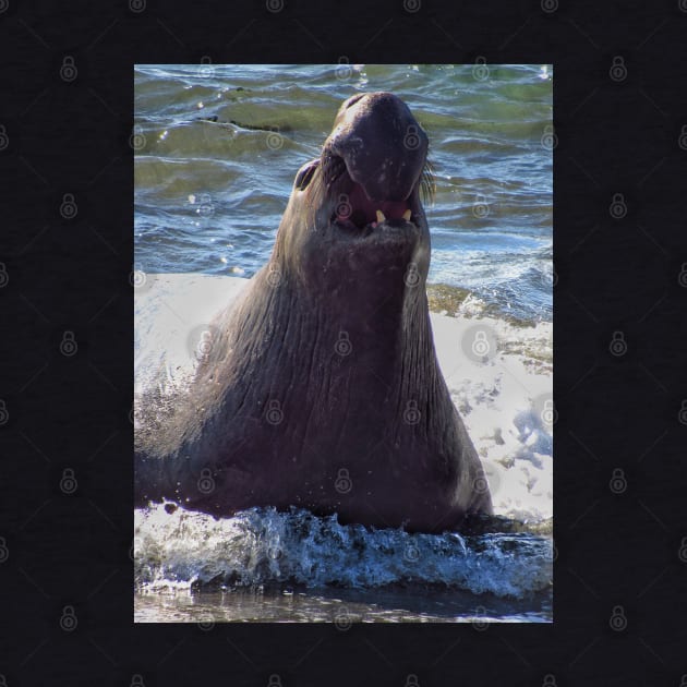 Elephant seal roaring by Photography_fan